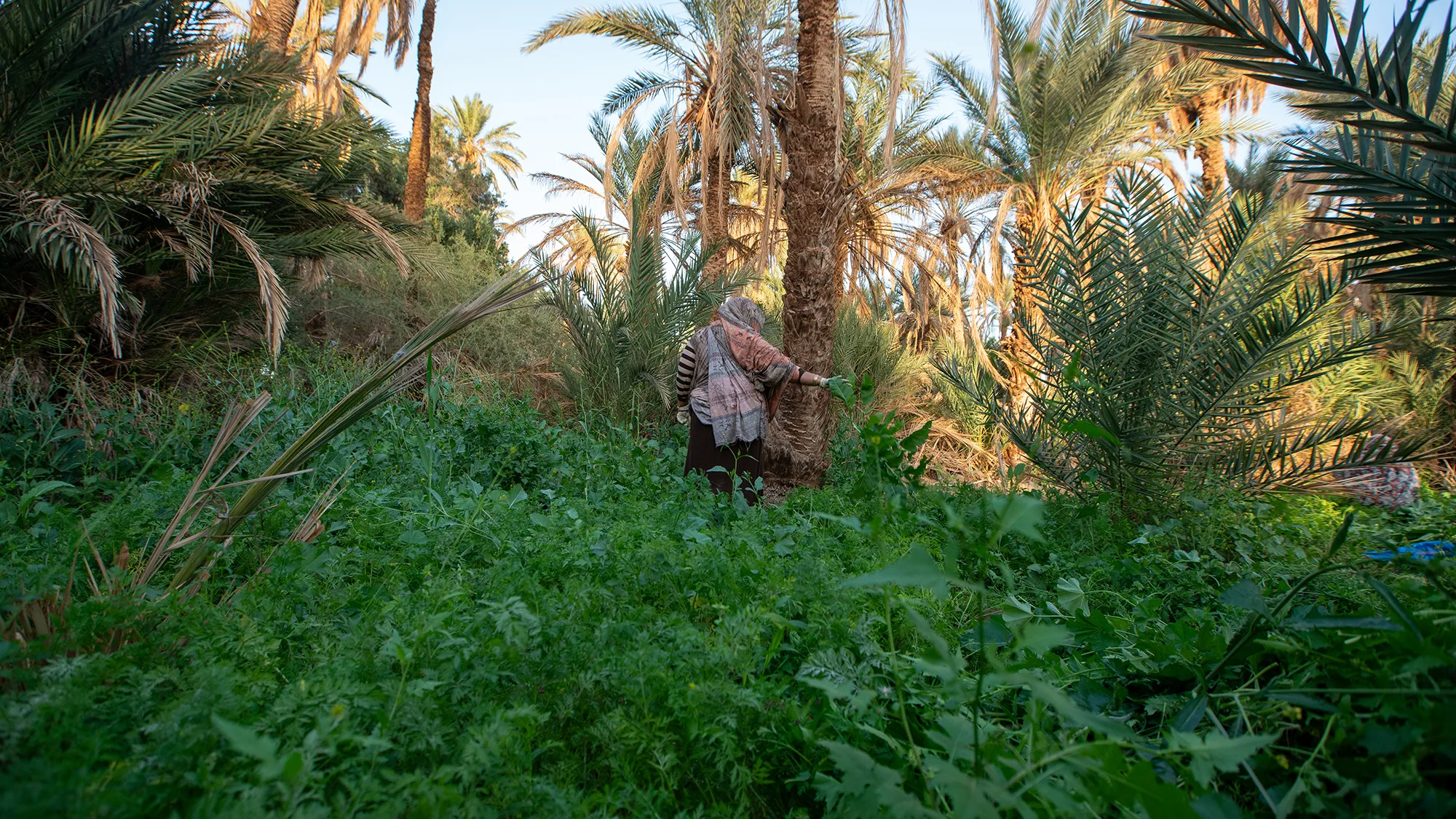 Oasis d'Assa