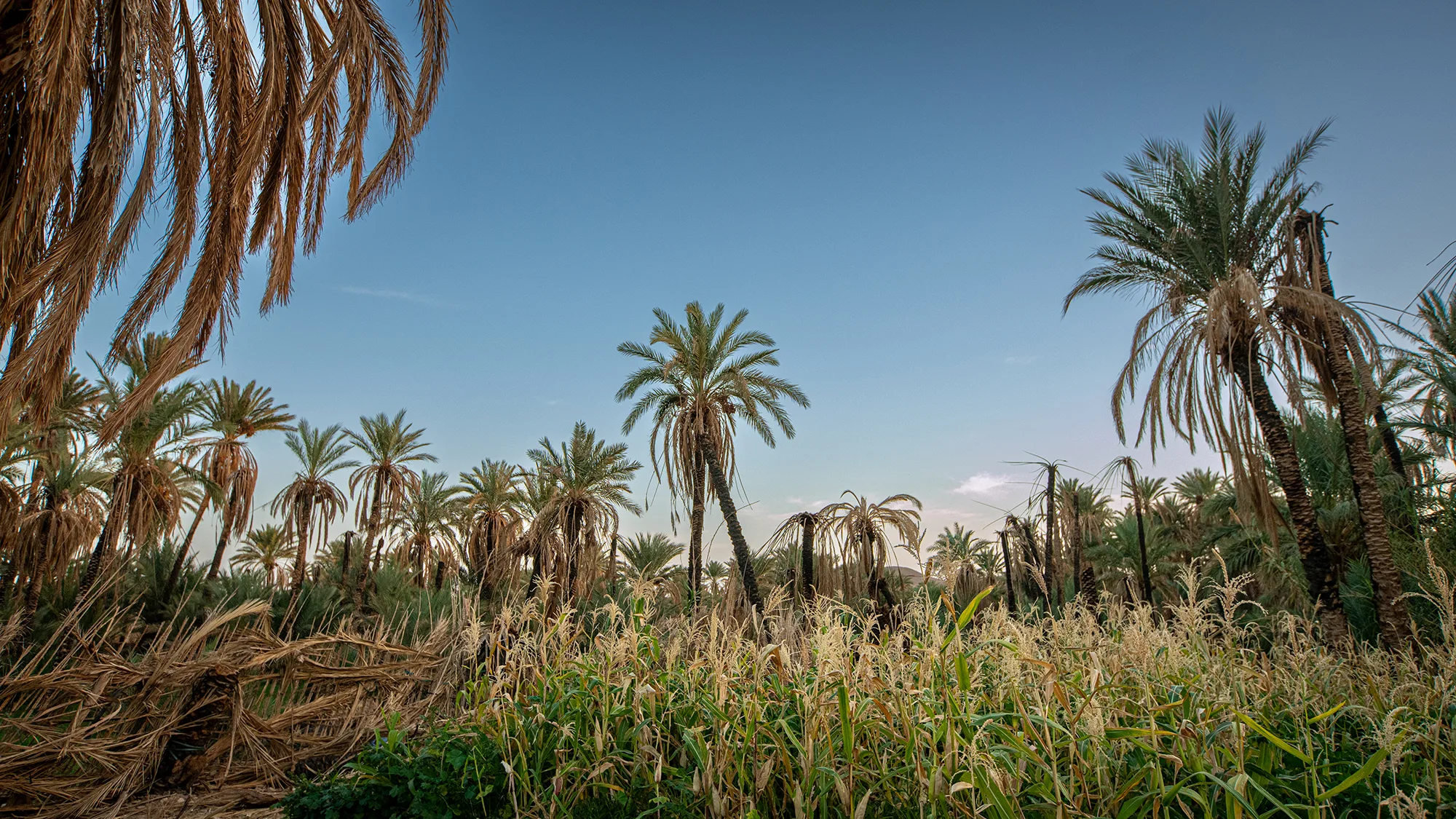 Oasis d’Assa